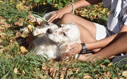 English Setter dogs for adoption: Boss  - Image 13