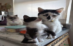 Mixed Breed cats for sale: Mixed kittens  - Image 12