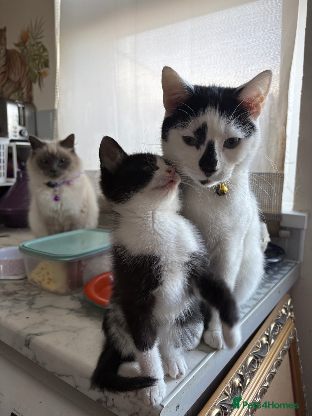 Mixed Breed cats for sale: Mixed kittens  - Image 12