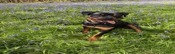 Rottweiler dogs for sale: Ronnie  - Advert 8