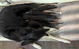 Cocker Spaniel dogs for sale: Cocker x collie pups for sale - Image 8