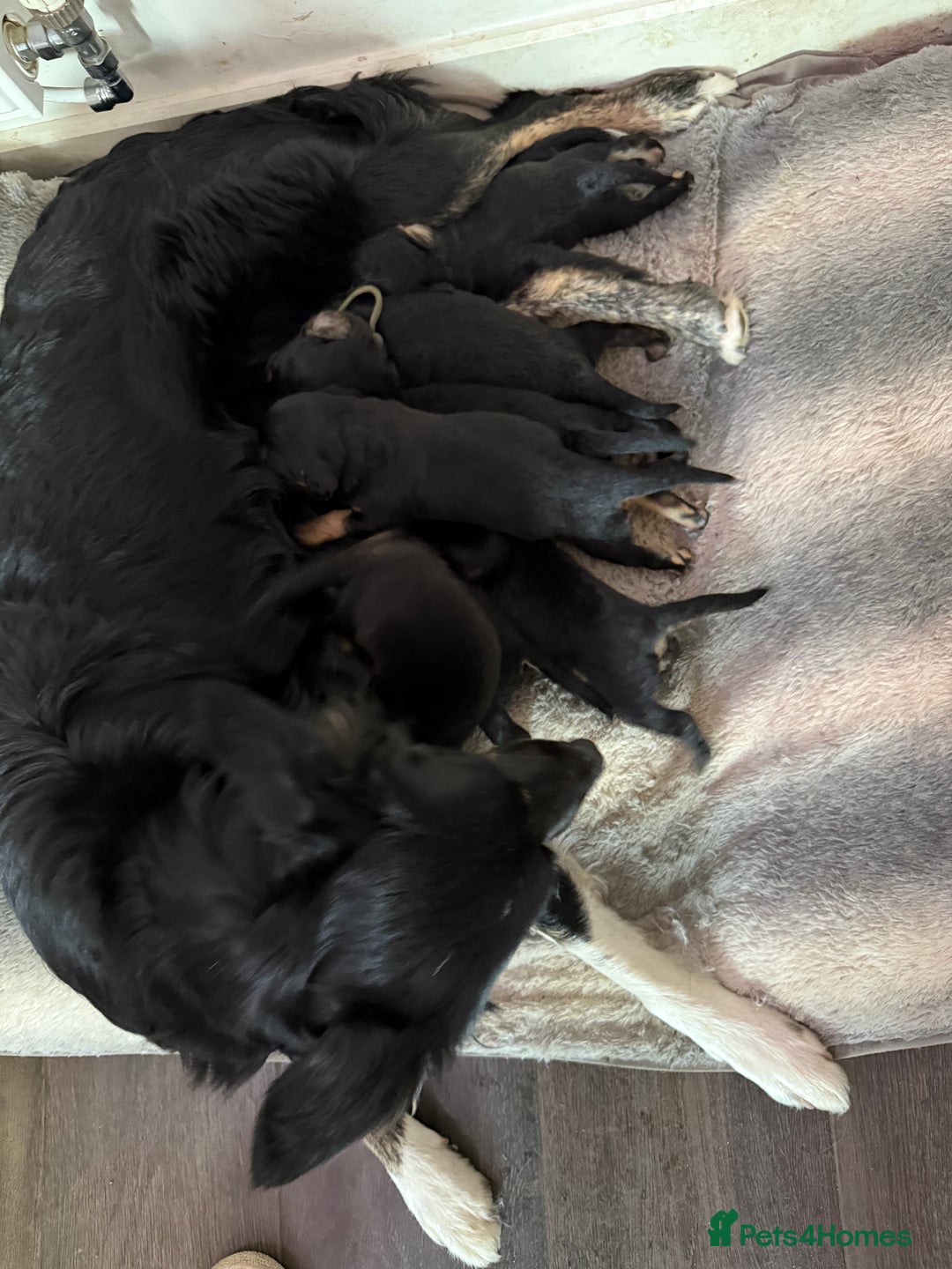 Cocker Spaniel dogs for sale: Cocker x collie pups for sale - Image 8
