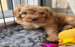 Cavapoo dogs for sale: Quality bred Cavapoo F1 - Image 7