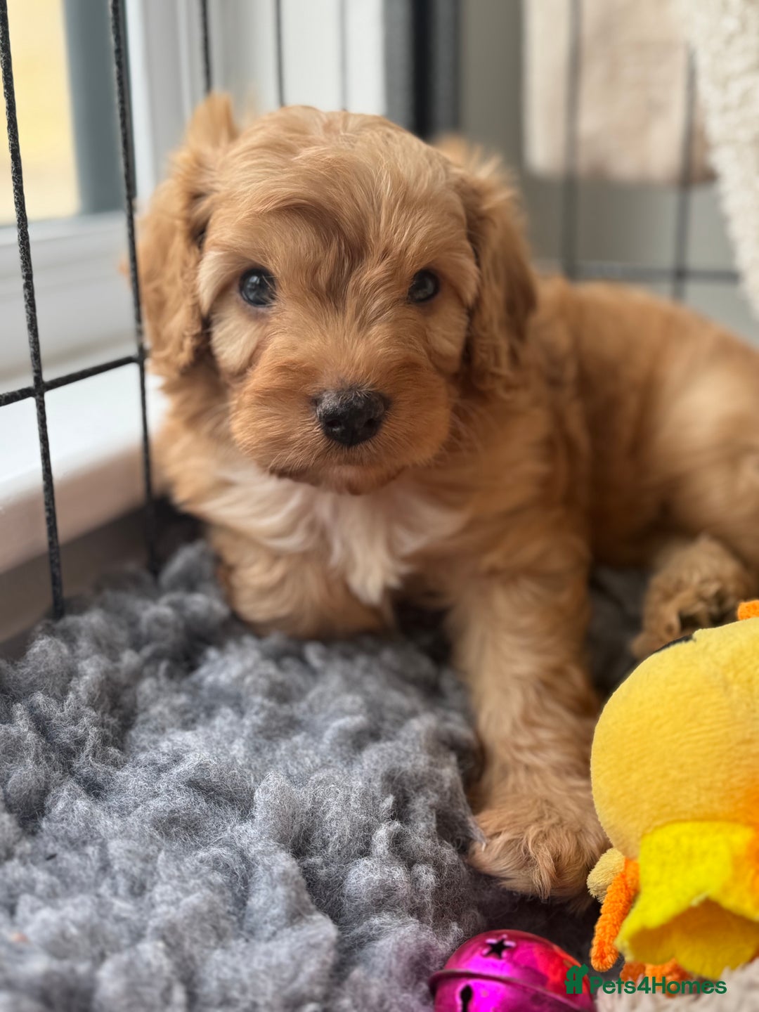 Cavapoo dogs for sale: Quality bred Cavapoo F1 - Image 7