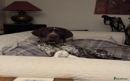 German Shorthaired Pointer dogs for stud: For Stud GSP Liver & White in Bracknell - Image 9