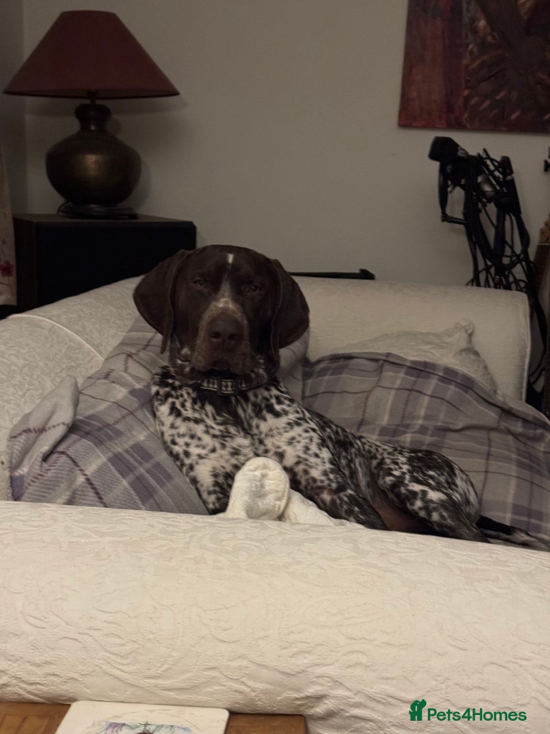 German Shorthaired Pointer dogs for stud: For Stud GSP Liver & White in Bracknell - Image 9