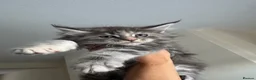 Maine Coon cats for sale: Pure mainecoon kittens DNA health tested parents.  - Advert 26