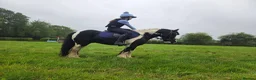 Riding pony horses for sale: Tommy Perfect 2nd pony Pony club pony in Rochester - Advert 2