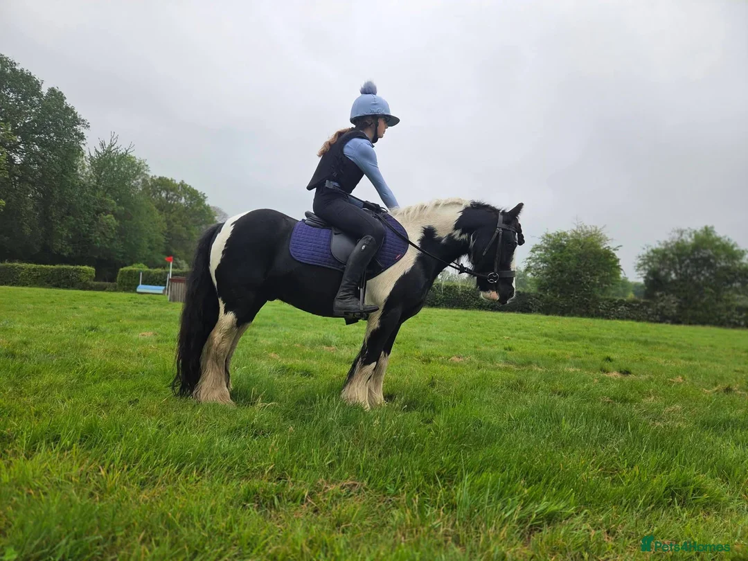Riding pony horses for sale: Tommy Perfect 2nd pony Pony club pony in Rochester - Advert 2