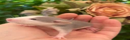 Rat rodents for sale: Absolutely gorgeous & friendly baby rats! - Advert 7