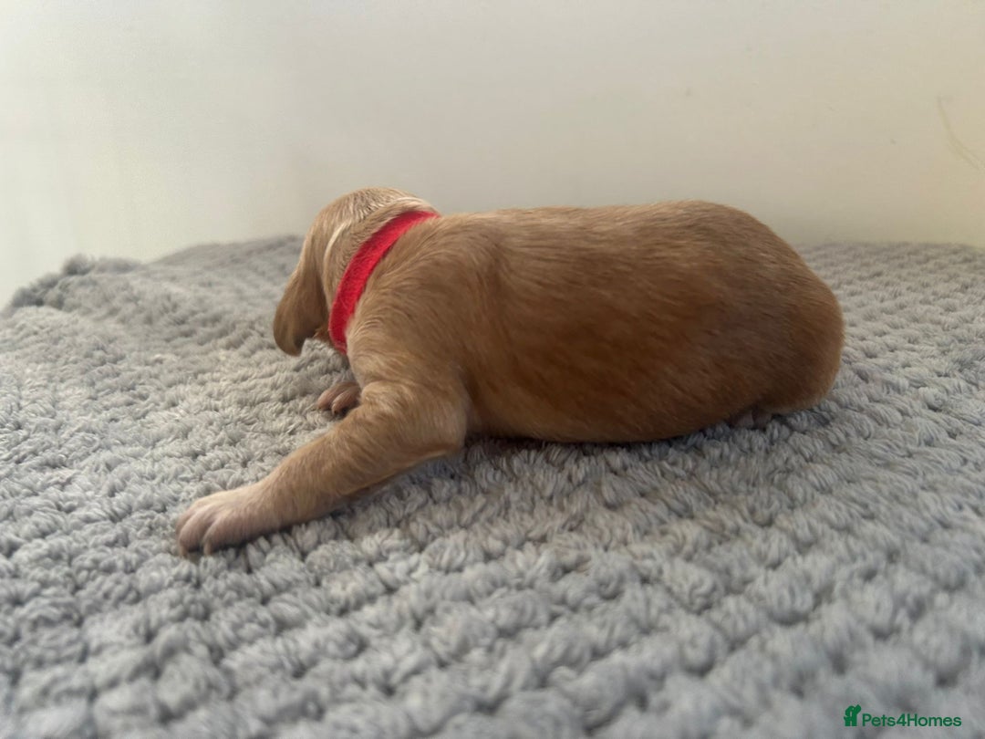 Mixed Breed dogs for sale: Apricot Cockapoo puppies ready to leave 6th march  - Advert 10