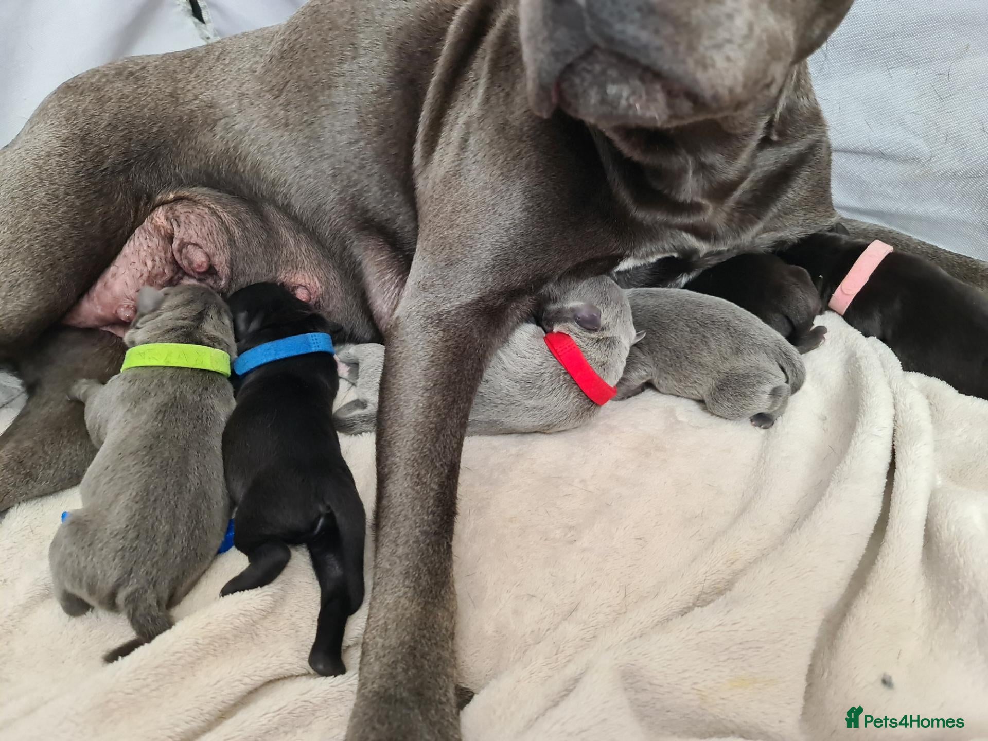 Staffordshire Bull Terrier dogs for sale: Stunning staffy's - Advert 1