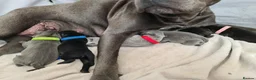 Staffordshire Bull Terrier dogs for sale: Stunning staffy's - Advert 1