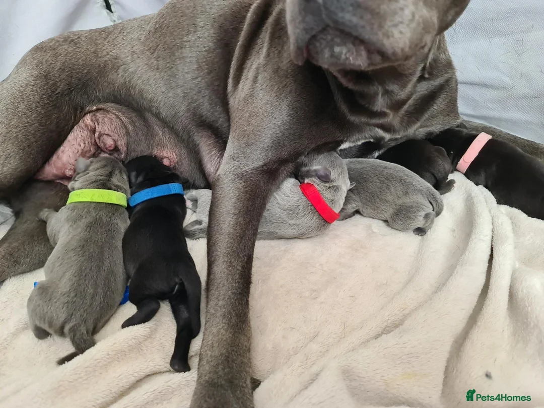 Staffordshire Bull Terrier dogs for sale: Stunning staffy's - Advert 1