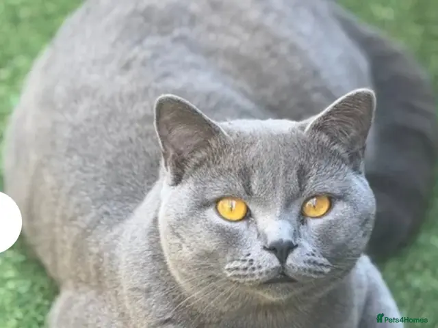British Shorthair cats for stud: 💙KING LOUIE PROVEN BSH FOR STUD 💙 - Advert 2