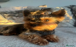 Yorkshire Terrier dogs for stud: Brownie for Stud only  - Image 3