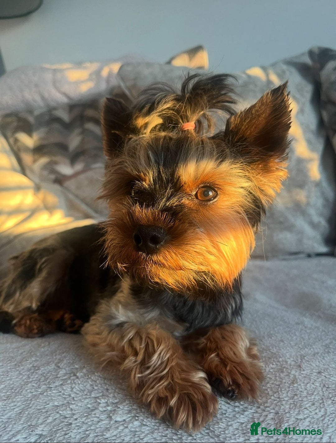 Yorkshire Terrier dogs for stud: Brownie for Stud only  - Image 3