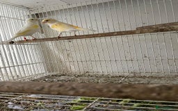 Canaries birds for sale: Canaries for sale - Image 2