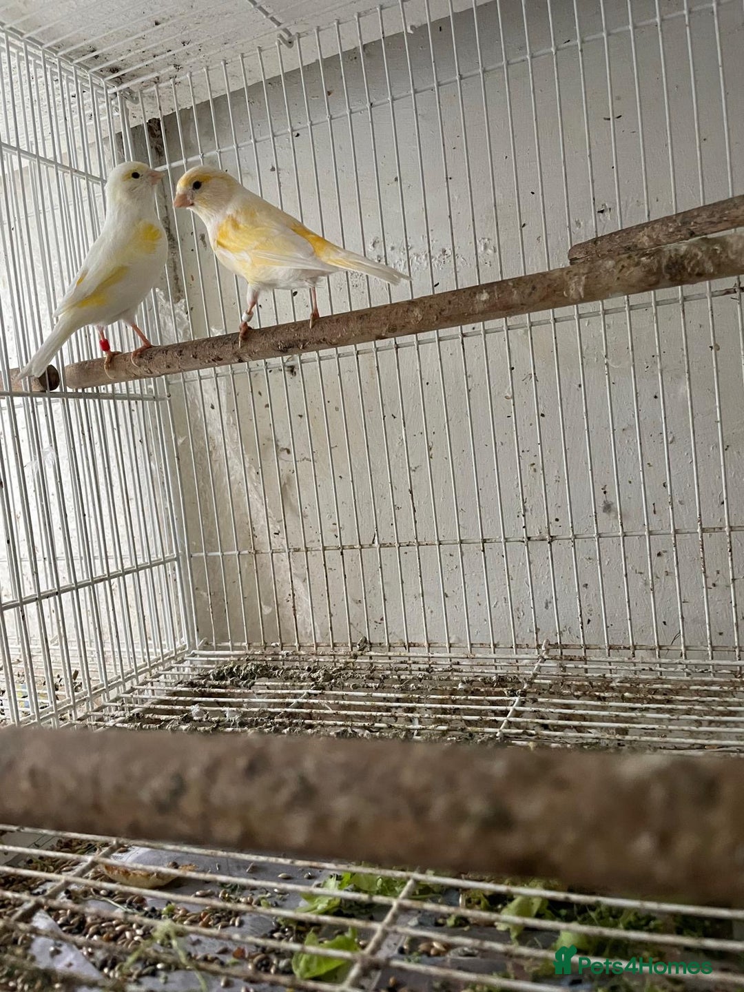 Canaries birds for sale: Canaries for sale - Image 2