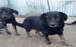 Mixed Breed dogs for adoption: Beautiful and Gentle LOLITA - for a Loving Home - Image 12