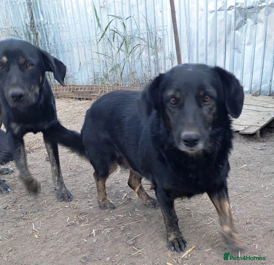 Mixed Breed dogs for adoption: Beautiful and Gentle LOLITA - for a Loving Home - Image 12