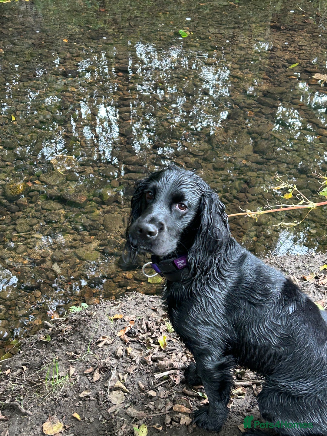 Cocker Spaniel dogs for sale: Male Working cocker spaniel age 1 - Advert 10