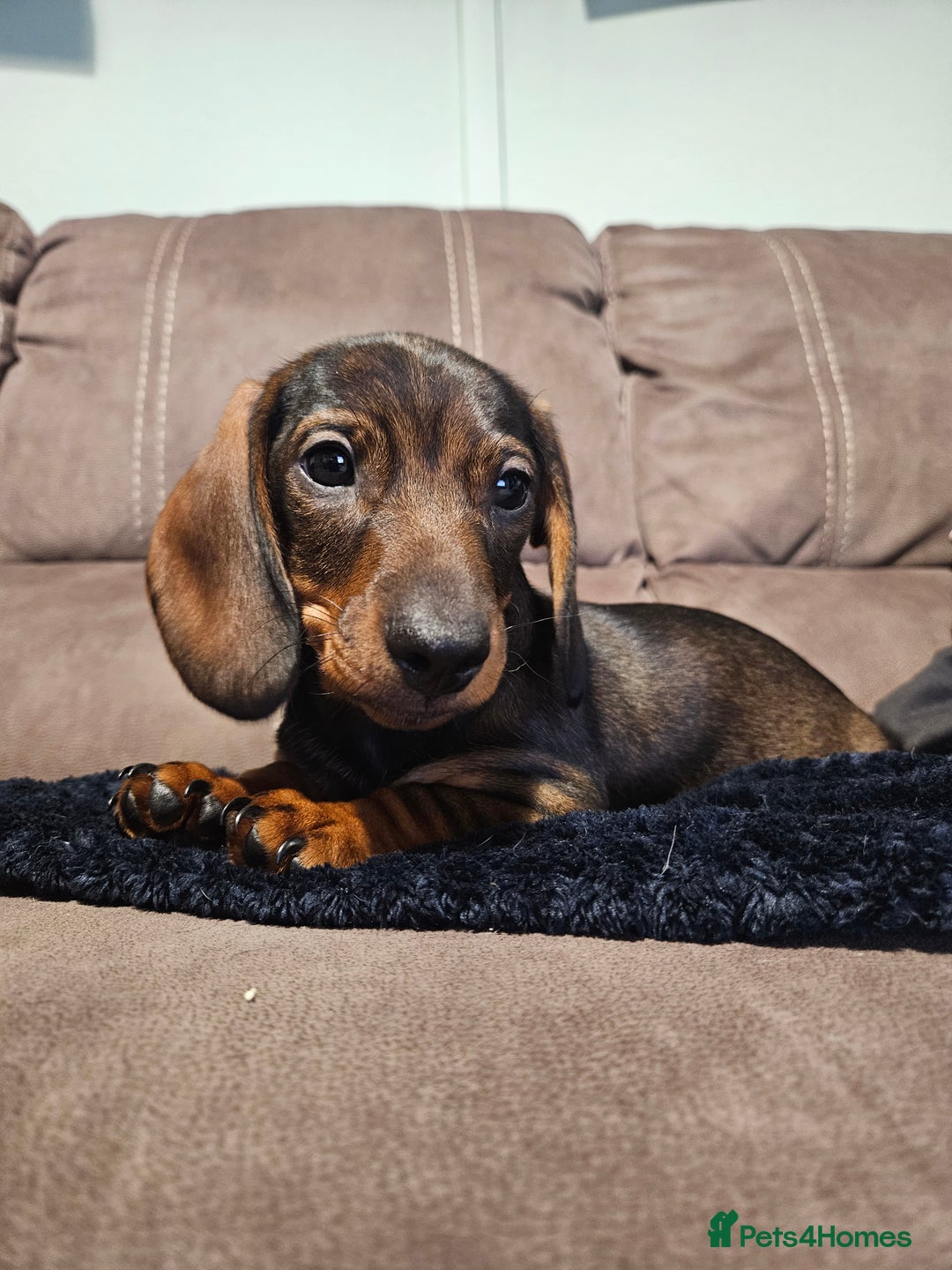 Dachshund dogs for sale: Girl pup for sale - last of her litter!  - Advert 4