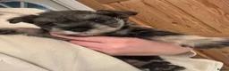 Miniature Schnauzer dogs for sale: Miniature Schnauzer Puppies 3 girls 3 boys.  - Advert 5