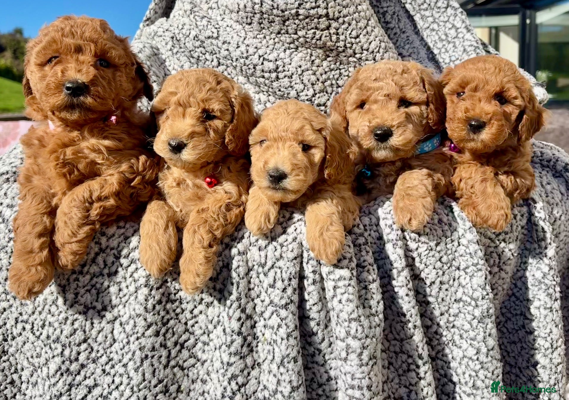 Poochon dogs for sale: 🐾 Beautiful Poochon Puppies – 4 Girls & 1 Boy 🐾 - Advert 1