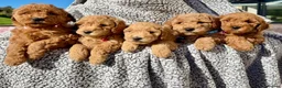 Poochon dogs for sale: 🐾 Beautiful Poochon Puppies – 4 Girls & 1 Boy 🐾 in Ruthin - Advert 1