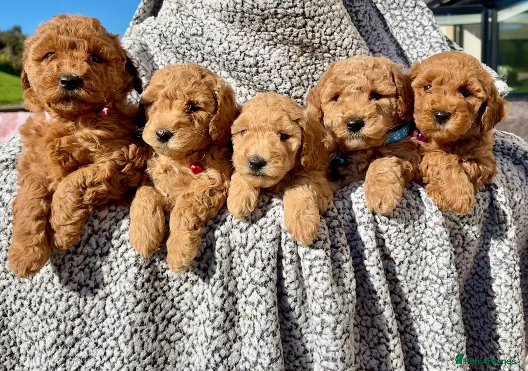 Poochon dogs for sale: 🐾 Beautiful Poochon Puppies – 4 Girls & 1 Boy 🐾 in Ruthin - Advert 1