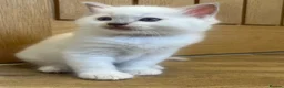 Ragdoll cats for sale: Fluffy Ragdoll kittens 💙🩷 - Advert 2
