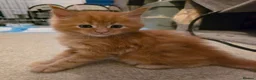 Maine Coon cats for sale: GCCF Main Coon Kittens looking for forever homes - Advert 5