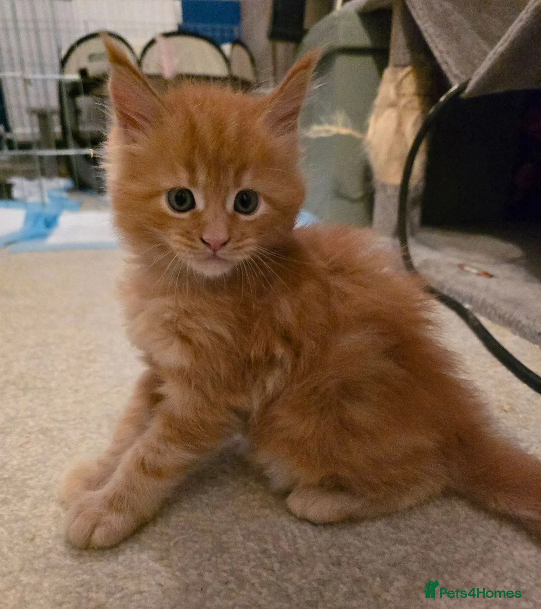 Maine Coon cats for sale: GCCF Main Coon Kittens looking for forever homes - Advert 2