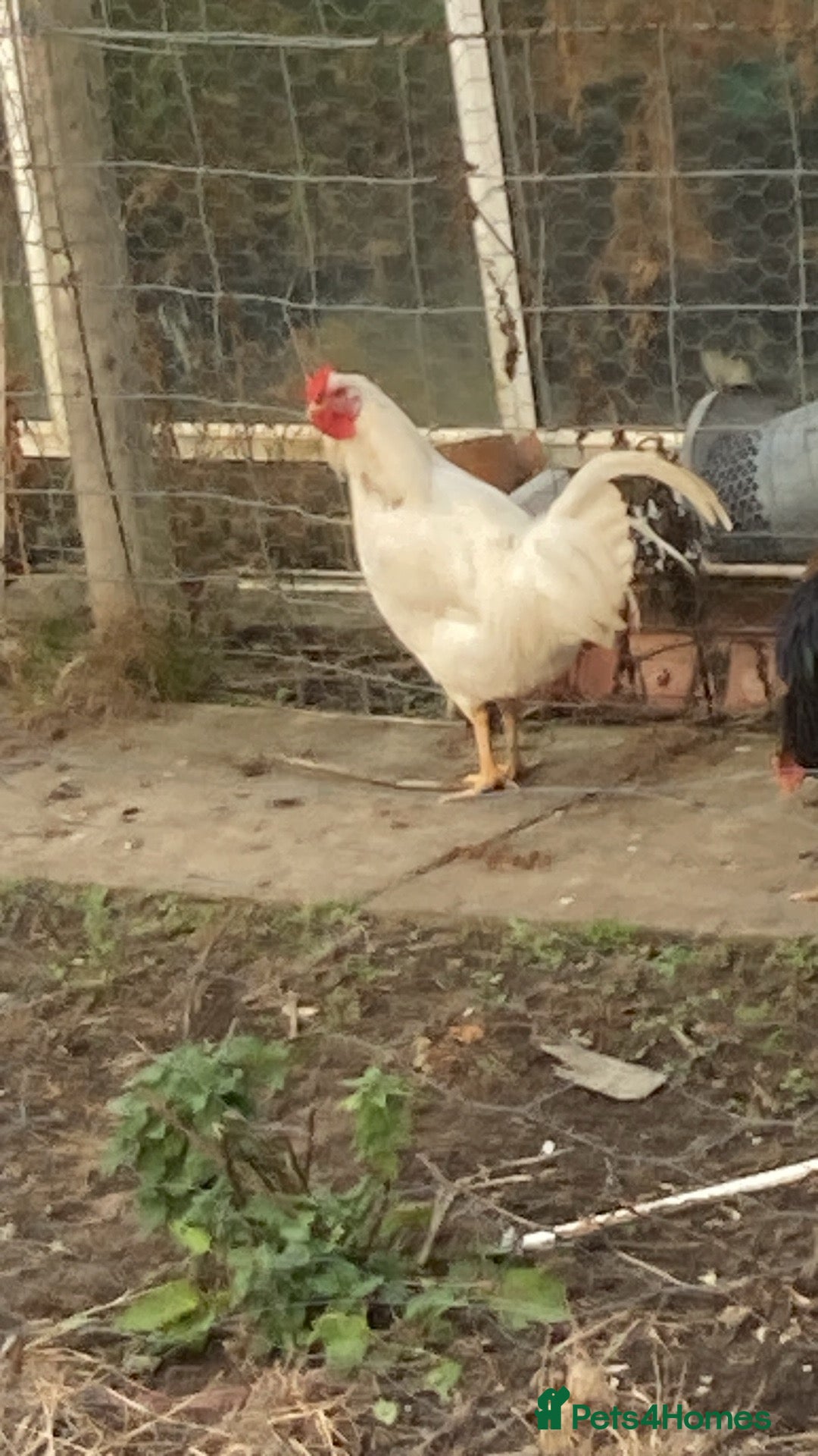 Chickens poultry Cockeral in Spennymoor - Advert 6