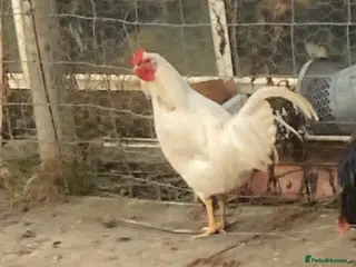 Chickens poultry Cockeral in Spennymoor - Advert 1