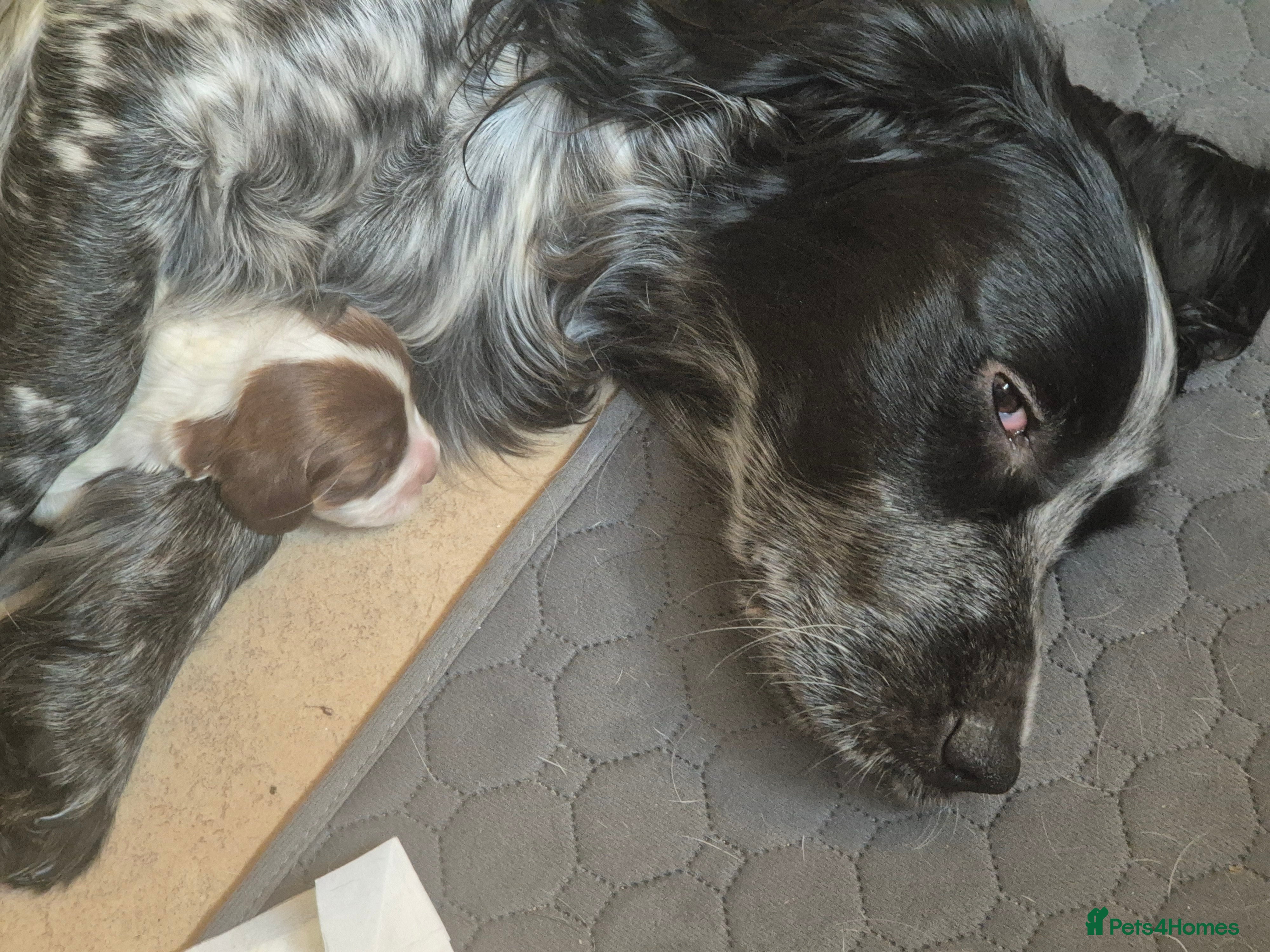 Cocker Spaniel dogs Sydney - Advert 1