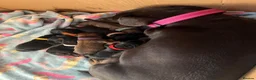 Chiweenie dogs for sale: 8 beautiful chiweenie‘s for sale - Advert 22