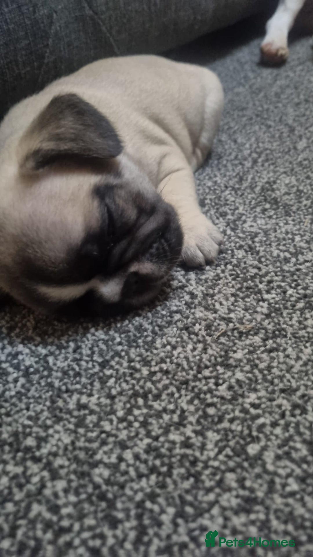 French Bulldog dogs for sale: DWKC Registered Puppies – Health Tested  - Advert 6