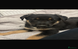 Mixed Breed dogs for sale: 3 fluffy Shollie German Shepard x Boarder Collie - Image 15