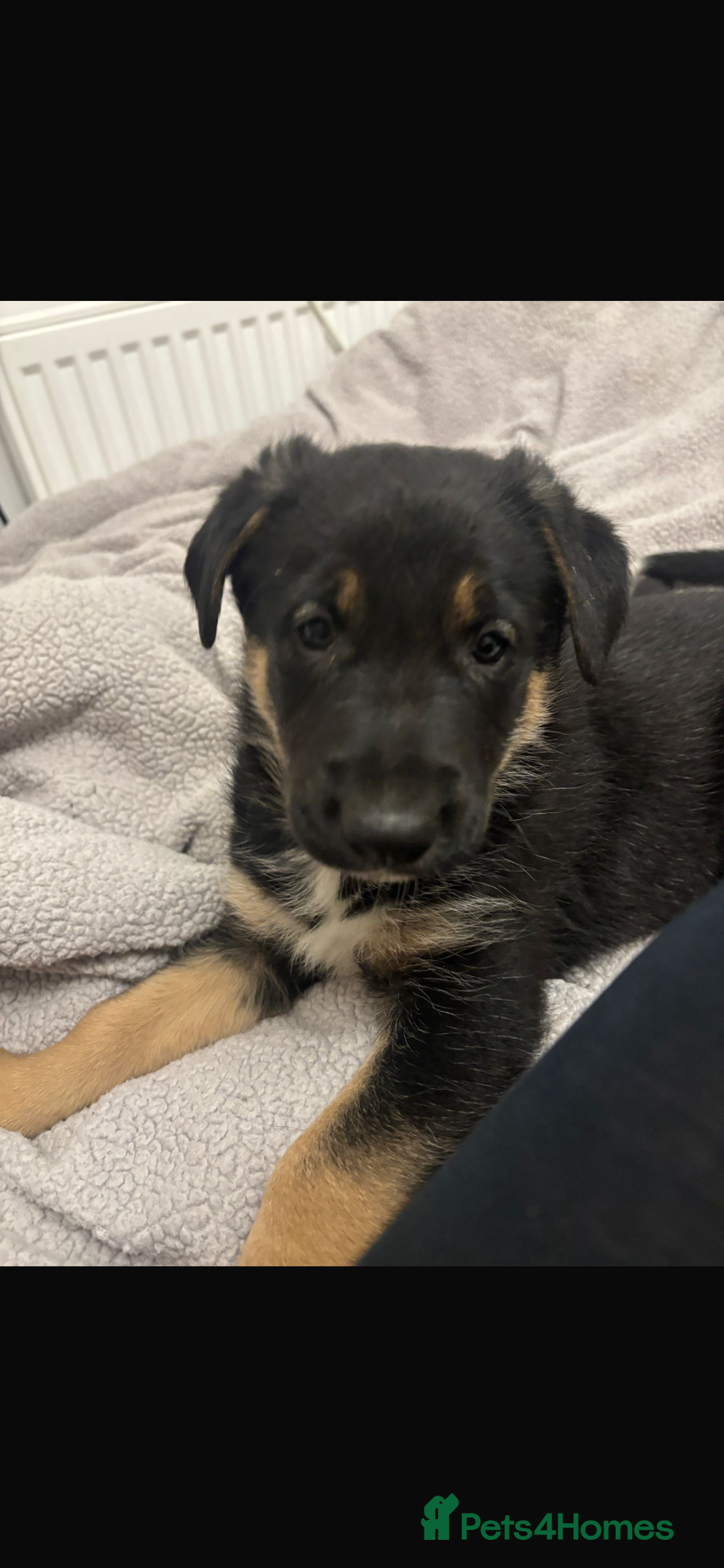 Mixed Breed dogs for sale: 3 fluffy Shollie German Shepard x Boarder Collie - Image 15
