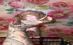 American Bully dogs for sale: American Bully Pups - Image 27