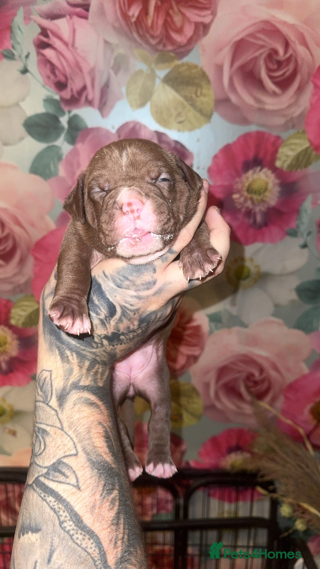American Bully dogs for sale: American Bully Pups - Image 27