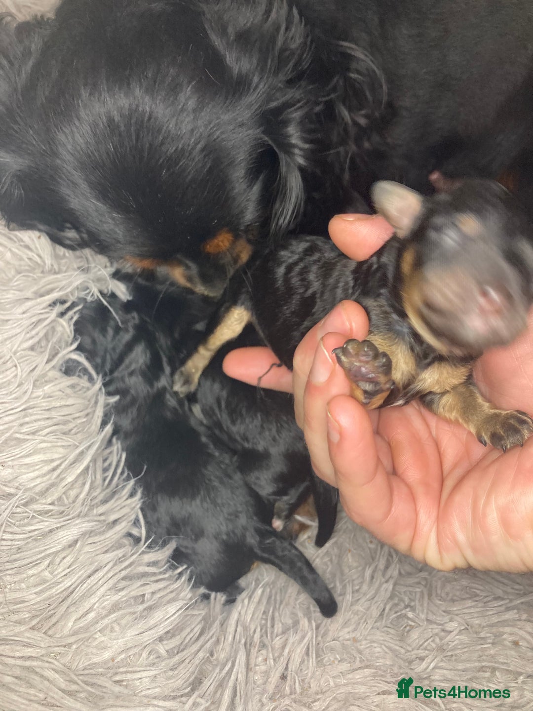 Cavapoo dogs for sale: Phantom Toy cavapoo puppies  - Image 7