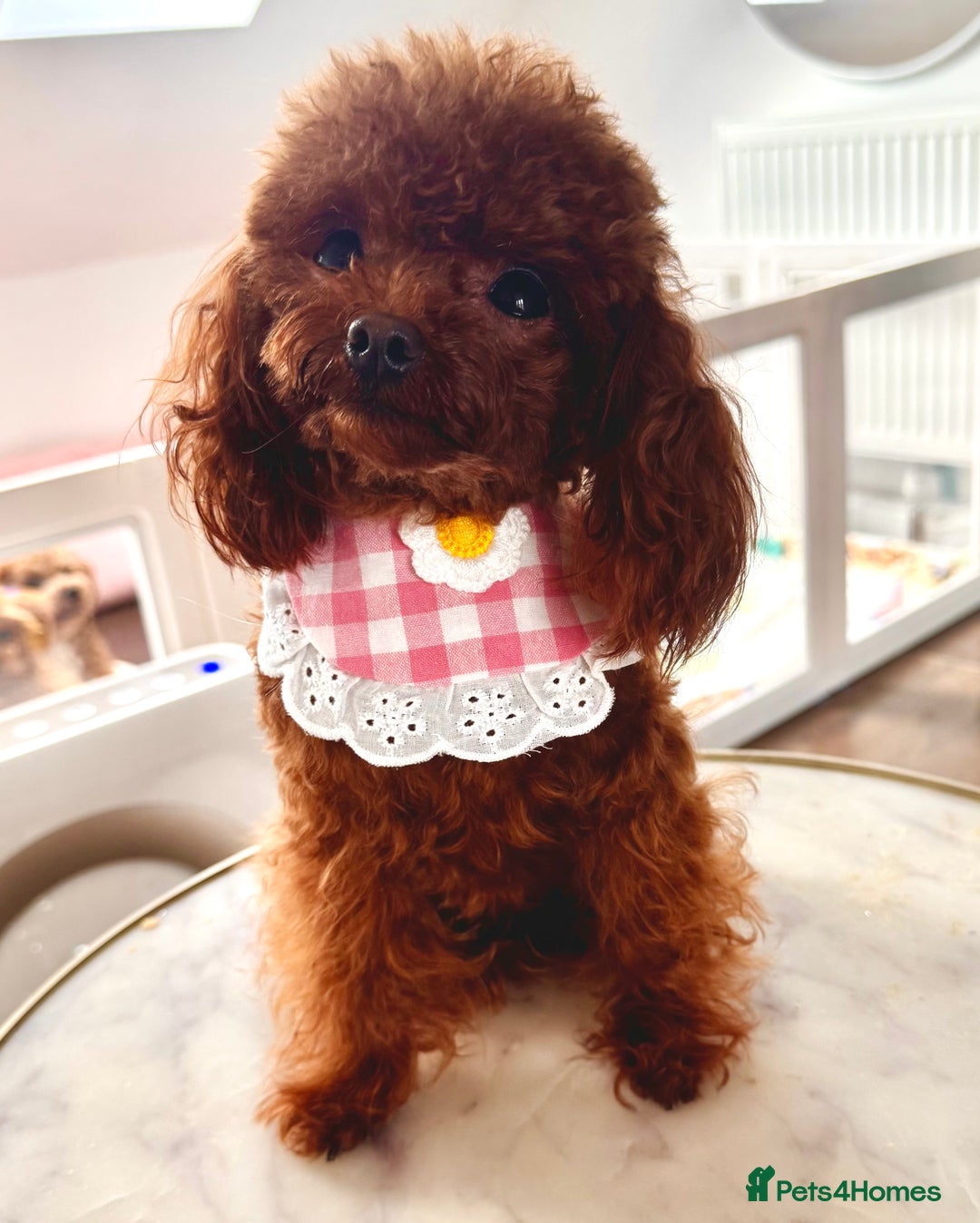 Toy Poodle dogs for sale: Asian female Poodle  - Advert 3
