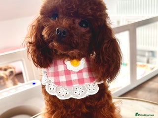 Toy Poodle dogs Tiny Asian Poodle - Advert 16
