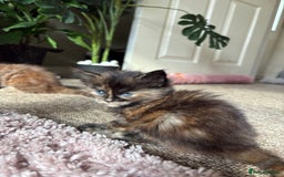Maine Coon cats for sale: KITTENS FOR SALE - Image 8