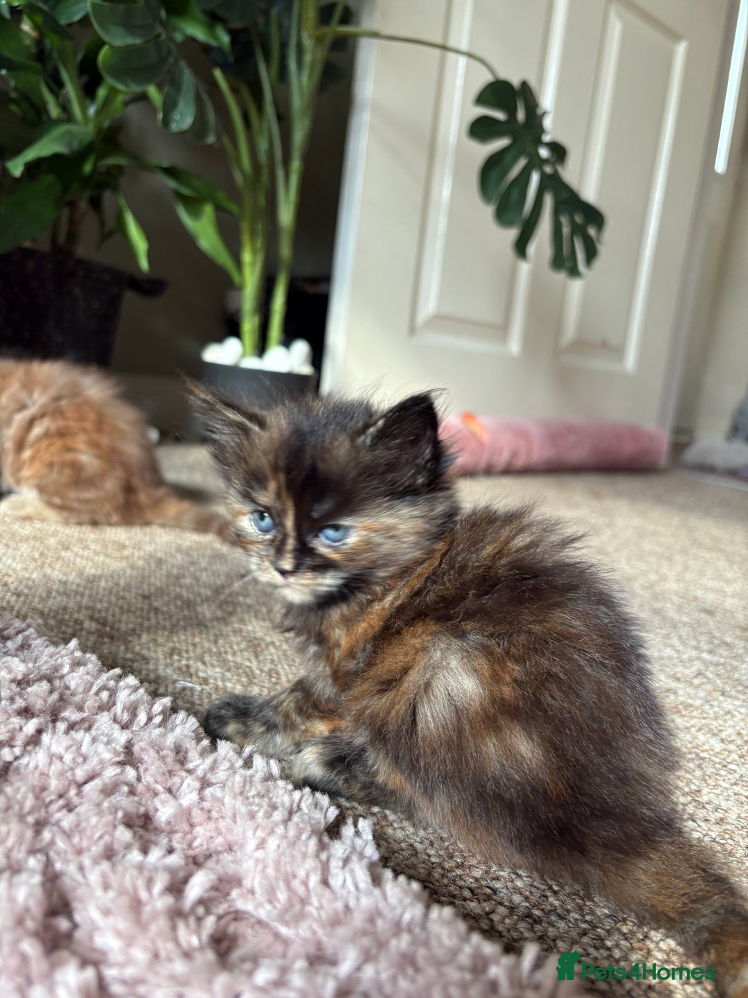Maine Coon cats for sale: KITTENS FOR SALE - Image 8