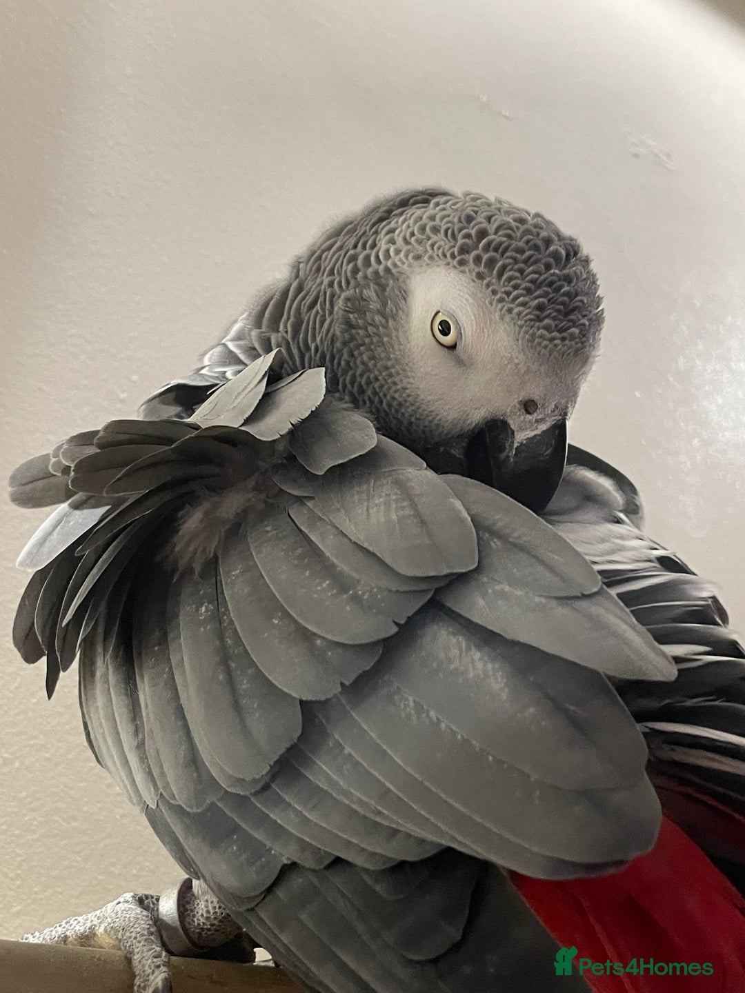 Parrots birds for sale: Our 2 loving African greys  - Advert 3