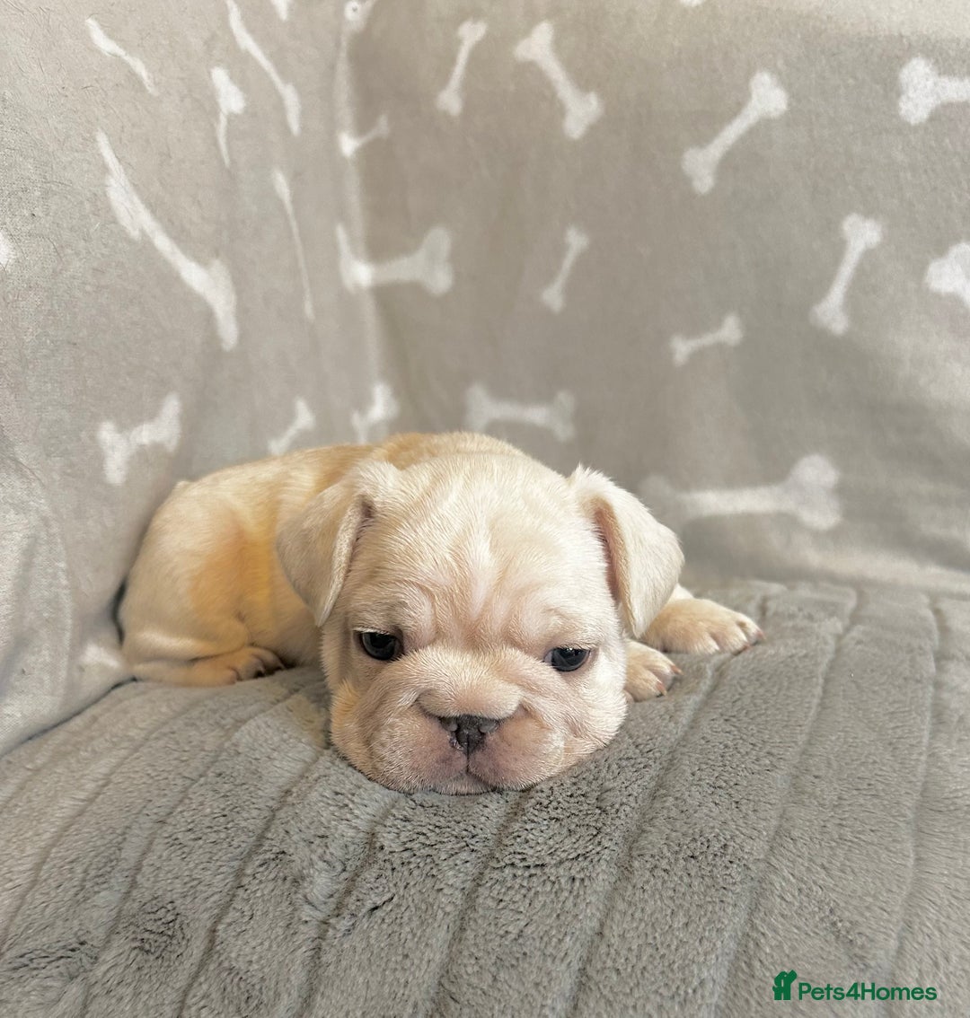 French Bulldog dogs for sale: ✨Two Gorgeous French Bulldog Boys ✨ - Advert 9